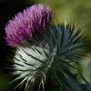 Onopordum acanthium